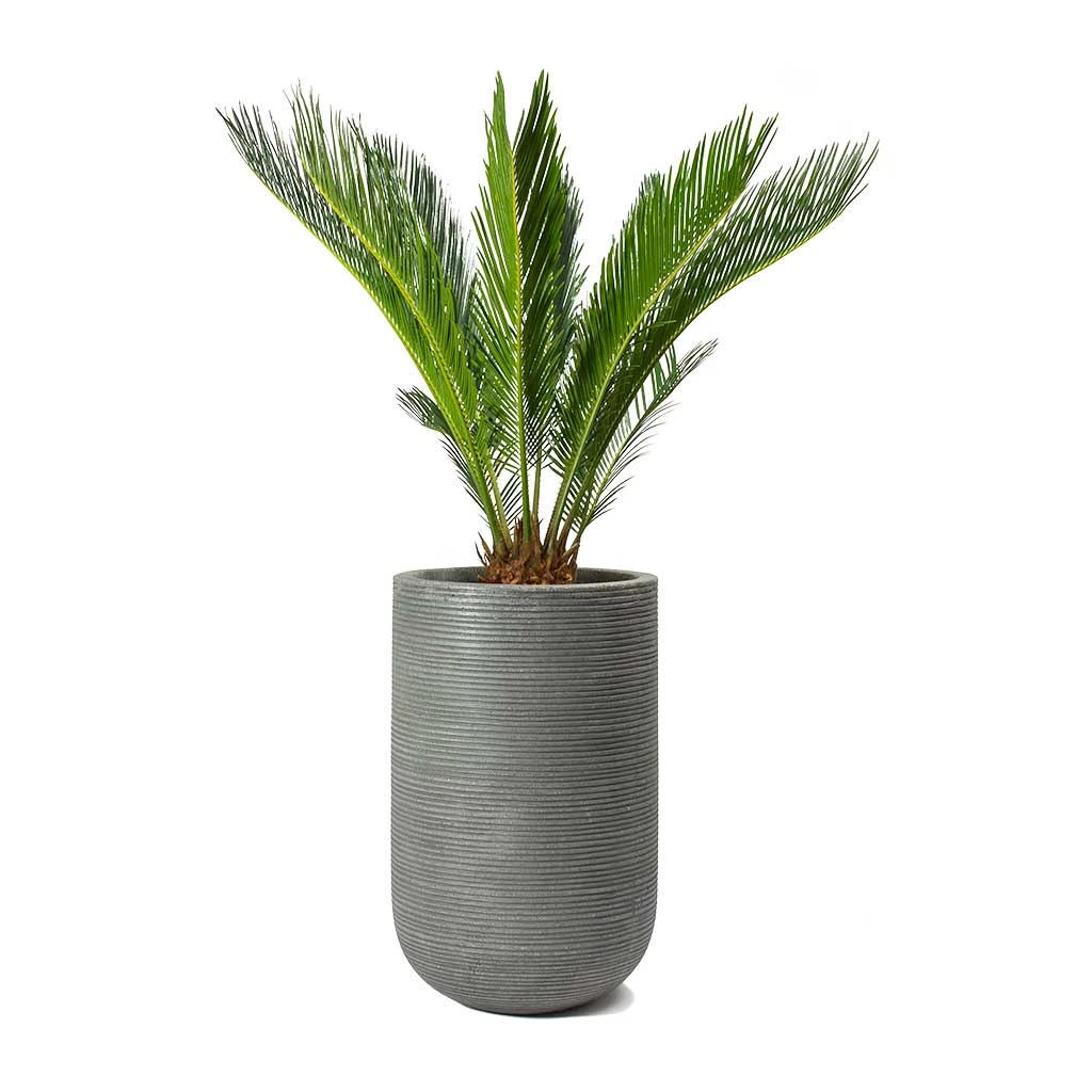 Cody Plant Vase - Ridged Dark Grey 18 Cody Plant Vase - Ridged Dark Grey - Image 18