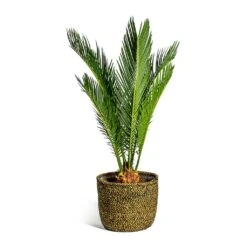 Cycas Revoluta - Sago Palm -PlantVibe Shop Cycas revoluta Sago Palm Maartje Plant Baskets Set of 5 Camel