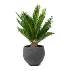 Mini Orb Kevan Plant Pot - Black Washed -PlantVibe Shop Cycas revoluta Sago Palm Mini Orb Kevan Plant Pot Black Washed bd11d392 c1ba 4424 89d1 2dd7b512b96b