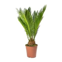 Cycas Revoluta - Sago Palm -PlantVibe Shop Cycas revoluta Sago Palm Small
