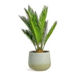 Cycas Revoluta - Sago Palm -PlantVibe Shop Cycas revoluta Sago Palm iris sand plant pot 41926479 aa74 40f2 a354 36eb2ef4974d