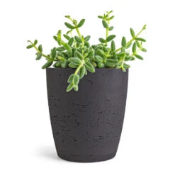 Gerben Plant Pot - Black Washed 17 Gerben Plant Pot - Black Washed -PlantVibe Shop Delosperma echinatum Pickle Plant 12x20cm Gerben Plant Pot Black Washed 15x16cm 0cb11bd8 19b8 4de0 9885 32af85ccc2a5