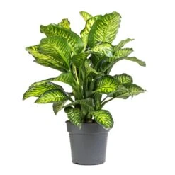 Dieffenbachia Maroba - Dumb Cane -PlantVibe Shop Dieffenbachia Maroba Dumb Cane 21x70cm