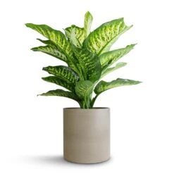 Dieffenbachia Maroba - Dumb Cane -PlantVibe Shop Dieffenbachia Maroba Dumb Cane 21x70cm Puk Refined Planter Clouded Grey 25x24.5cm d01010a9 a27c 46c0 b861 afb43de88e57