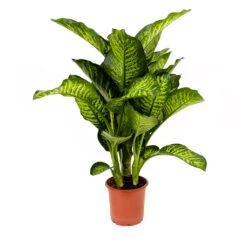 Dieffenbachia Maroba - Dumb Cane -PlantVibe Shop Dieffenbachia Maroba Dumb Cane
