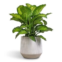 Dieffenbachia Maroba - Dumb Cane -PlantVibe Shop Dieffenbachia Maroba Dumb Cane 30x80cm
