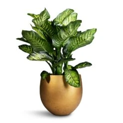 Dieffenbachia Maroba - Dumb Cane -PlantVibe Shop Dieffenbachia Maroba Dumb Cane 30x80cm Mini Orb Kevan Plant Pot Metallic Gold 39x35cm