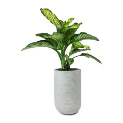 Dieffenbachia Maroba - Dumb Cane -PlantVibe Shop Dieffenbachia Maroba Dumb Cane Cody Plant Vase Ridged Cement