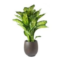 Dieffenbachia Maroba - Dumb Cane -PlantVibe Shop Dieffenbachia Maroba Dumb Cane Rusty Iron Concrete Balloon Planter