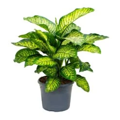 Dieffenbachia Maroba - Dumb Cane -PlantVibe Shop Dieffenbachia Maroba Dumb Cane 158bf0fe 2166 4d1f 971a 1da18d7b34de