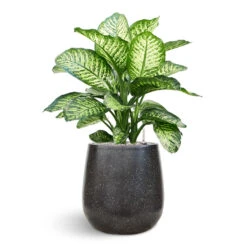 Terrazzo Balloon Planter - Black -PlantVibe Shop Dieffenbachia Terrazo Balloon Black