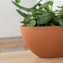 Dorant Refined Oval Plant Bowl - Canyon Orange 9 Dorant Refined Oval Plant Bowl - Canyon Orange -PlantVibe Shop Dorant Refined Oval Plant Bowl Canyon Orange Close Up