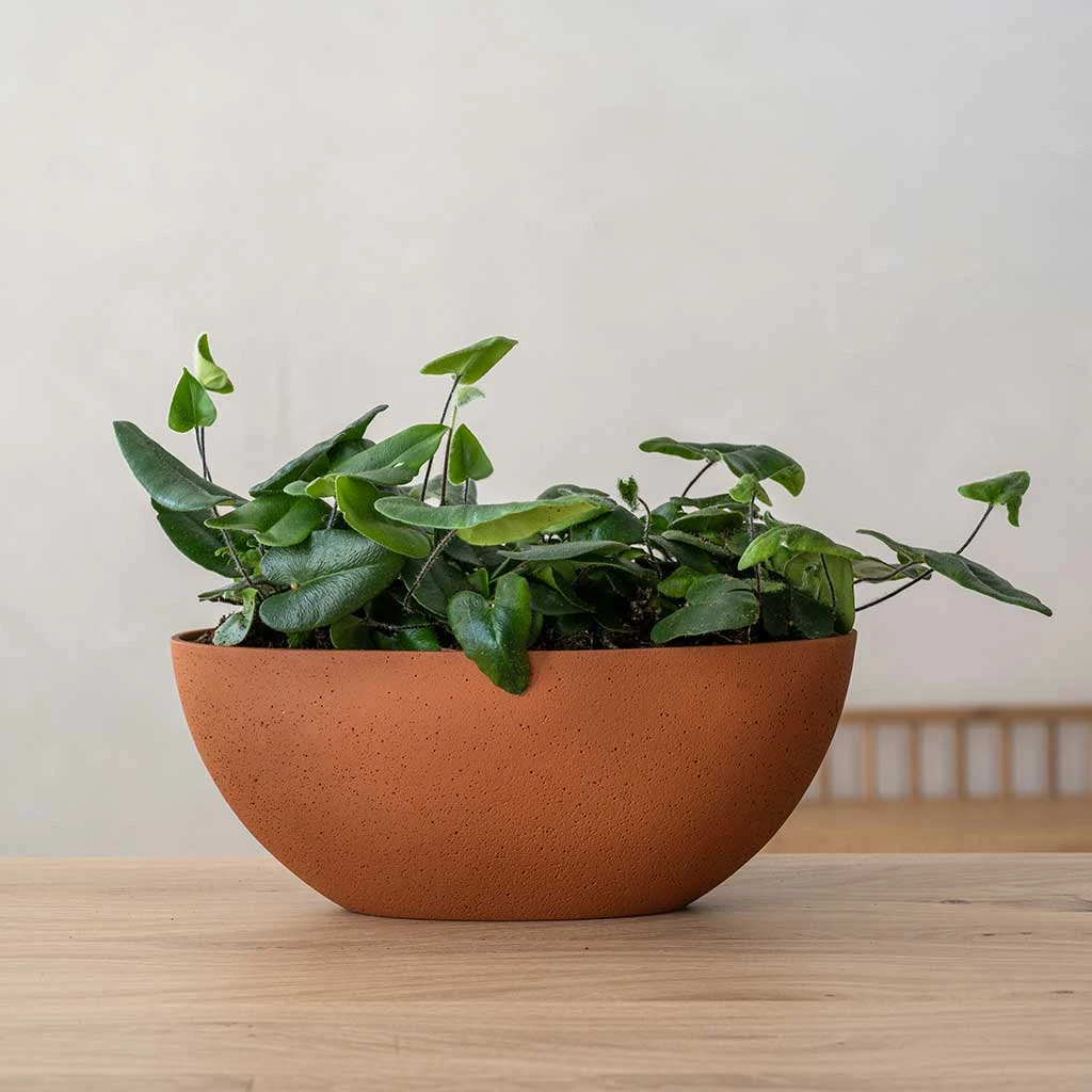 Dorant Refined Oval Plant Bowl - Canyon Orange 2 Dorant Refined Oval Plant Bowl - Canyon Orange - Image 2