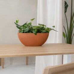 Dorant Refined Oval Plant Bowl - Canyon Orange 10 Dorant Refined Oval Plant Bowl - Canyon Orange -PlantVibe Shop Dorant Refined Oval Plant Bowl Canyon Orange Small Houseplants