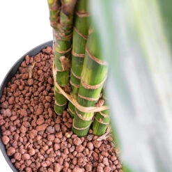 Dracaena Cintho - Branched - HydroCare -PlantVibe Shop Dracaena Cintho Branched HydroCare SWATCH