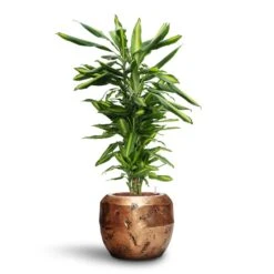 Dracaena Cintho - Branched - HydroCare -PlantVibe Shop Dracaena Cintho Branched HydroCare Opus Raw Couple Planter Gold 56ea4a78 836d 46d7 8999 ceee387301a6