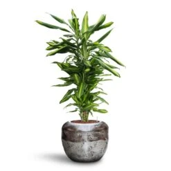 Dracaena Cintho - Branched - HydroCare -PlantVibe Shop Dracaena Cintho Branched HydroCare Opus Raw Couple Planter Silver