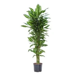 Dracaena Cintho - Branched - HydroCare -PlantVibe Shop Dracaena Cintho Branched Hydroculture 22 19x150cm