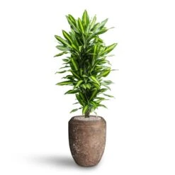 Dracaena Cintho - Branched - HydroCare -PlantVibe Shop Dracaena Cintho Branched Hydroculture Polystone Coated Plain Coppa Planter Rock 91f7009e 51c8 437c 8a25 0166c18ddf0b
