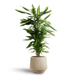 Dracaena Cintho - Branched - HydroCare -PlantVibe Shop Dracaena Cintho Branched Hydroculture Raindrop Tube Round Planter Stone