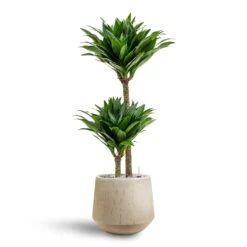 Raindrop Tube Round Planter - Stone -PlantVibe Shop Dracaena Compacta Multi Stem Hydroculture 2 stems Raindrop Tube Round Planter Stone 30 x 26cm 157ca5cf ddac 4d9b b429 b265a536155c