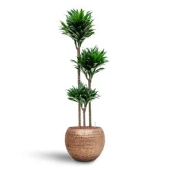Opus Hammered Globe Planter - Gold -PlantVibe Shop Dracaena Compacta Multi Stem Hydroculture 3 stems Opus Hammered Globe Planter Gold 40 x 32cm b3b8d93d c5c4 47bc b1b7 073d8208b5c6