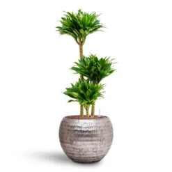 Opus Hammered Globe Planter - Silver -PlantVibe Shop Dracaena Compacta Multi Stem Hydroculture 3 stems Opus Hammered Globe Planter Silver 40 x 32cm 7cc543ef 4d28 4830 8488 b91f0309bf07