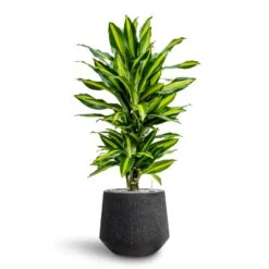 Raindrop Tube Round Planter - Anthracite -PlantVibe Shop Dracaena Fragrans Cinco Branched Hydroculture Raindrop Darcy Planter Anthracite dd1cec5d 15ac 40ef bac0 854b218dea08