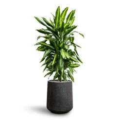 Dracaena Cintho - Branched - HydroCare -PlantVibe Shop Dracaena Fragrans Cinco Branched Hydroculture Raindrop Darcy Tube Planter Anthracite