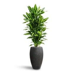 Dracaena Cintho - Branched - HydroCare -PlantVibe Shop Dracaena Fragrans Cinco Branched Hydroculture Raindrop Emperor Planter Anthracite