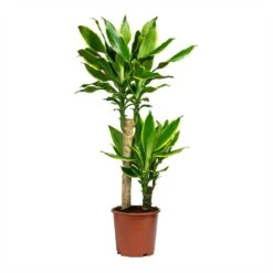 Dracaena Fragrans Golden Coast - Multi Stem 13 Dracaena Fragrans Golden Coast - Multi Stem -PlantVibe Shop Dracaena Fragrans Golden Coast Multi Stem 17x80cm 2 stems