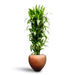 Metallic Couple Plant Pot - Matt Copper -PlantVibe Shop Dracaena Janet Craig Branched Hydroculture30 27 x 160cm Metallic Couple Plant Pot Matt Copper50 x 45cm 6863b7f2 1dec 4f0e 953e b766b09b6eba