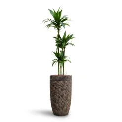 Luxe Lite Layer Partner Planter - Bronze 16 Luxe Lite Layer Partner Planter - Bronze -PlantVibe Shop Dracaena Janet Craig Multi Stem HydroCare Luxe Lite Layer Partner Planter Bronze 7846aa51 b752 48d4 881f 7c855e184dec