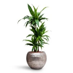 Opus Hammered Globe Planter - Silver -PlantVibe Shop Dracaena Janet Craig Multi Stem HydroCare Opus Hammered Globe Planter Silver cdd05c50 49cd 40ee a673 5d0d59fcc66d