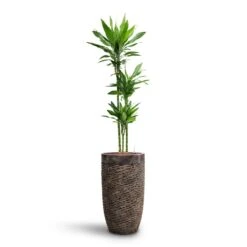 Luxe Lite Layer Partner Planter - Bronze 15 Luxe Lite Layer Partner Planter - Bronze -PlantVibe Shop Dracaena Janet Lind Multi Stem HydroCare Luxe Lite Layer Partner Planter Bronze 969a4eac 356c 46b2 a4e5 645d6698b90d
