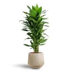 Raindrop Tube Round Planter - Stone -PlantVibe Shop Dracaena Janet Lind Multi Stem Hydroculture 3 stems Raindrop Tube Round Planter Stone 30 x 26cm b7b3a37a 2904 4535 935b 6833f0dd9b87