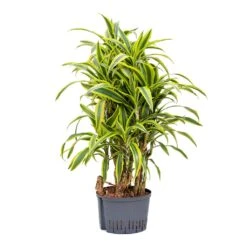 Dracaena Lemon Lime - Branched - HydroCare -PlantVibe Shop Dracaena Lemon Lime Branched Hydroculture 25 19x110cm