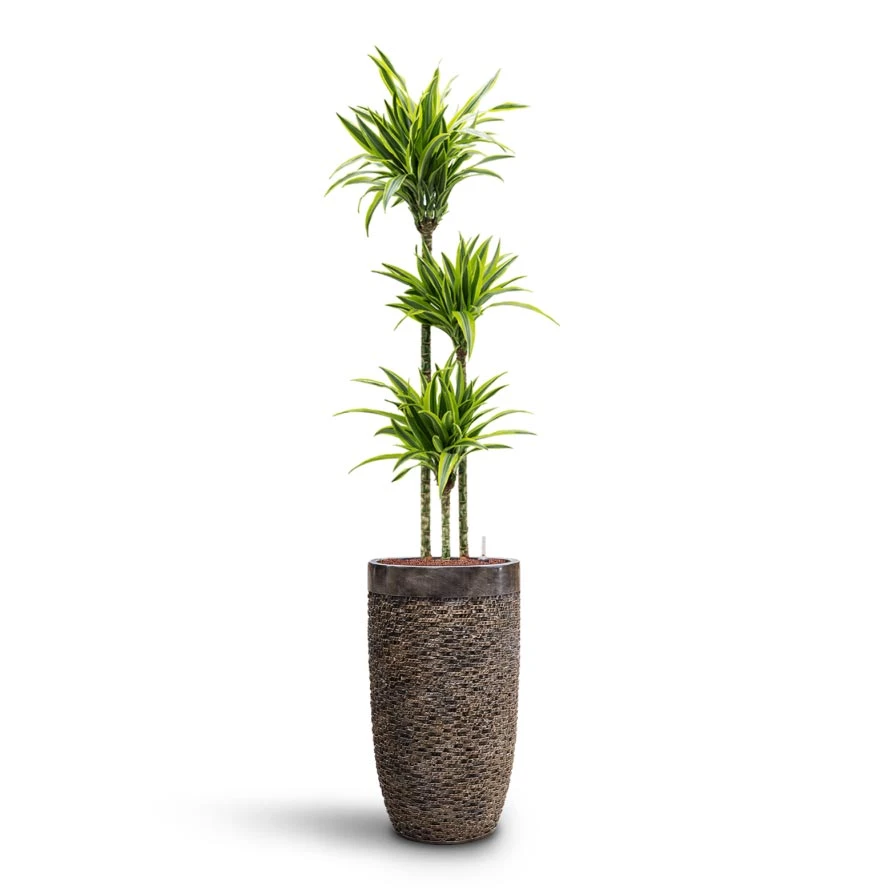 Luxe Lite Layer Partner Planter - Bronze 11 Luxe Lite Layer Partner Planter - Bronze - Image 11