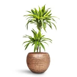 Opus Hammered Globe Planter - Gold -PlantVibe Shop Dracaena Lemon lime Multi Stem HydroCare Opus Hammered Globe Planter Gold 8eb77854 96ae 4be5 88ca 957ef4c8df3b