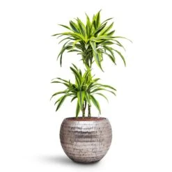 Opus Hammered Globe Planter - Silver -PlantVibe Shop Dracaena Lemon lime Multi Stem HydroCare Opus Hammered Globe Planter Silver 1229ad71 e5d4 40eb 8bcc b9cb8df8b72c