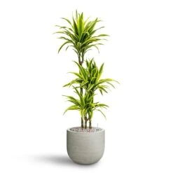 Cody Plant Pot - Ridged Cement -PlantVibe Shop Dracaena Lemon lime Multi Stem Hydroculture 21 20 x 125cm Cody Plant Pot Ridged Cement 28 x 25cm 15721c26 06f3 4163 8eb8 9f9269a8c06c