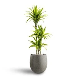 Grigio Balloon Plant Pot - Natural Concrete -PlantVibe Shop Dracaena Lemon lime Multi Stem Hydroculture 21 20 x 125cm Grigio Balloon Plant Pot Natural Concrete 30 x 30 cm 3595fcf5 ccc6 4fbd 9a7e 1f1d823c6aae