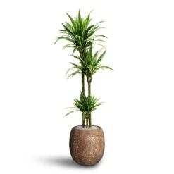 Polystone Coated Plain Balloon Planter - Rock -PlantVibe Shop Dracaena Warneckii Multi Stem Hydroculture Polystone Coated Plain Balloon Planter Rock 0c077481 2306 4b4b 8151 53dca355a9f8