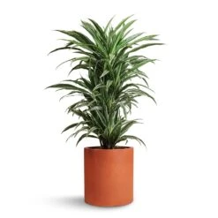Max Refined Planter - Canyon Orange 10 Max Refined Planter - Canyon Orange -PlantVibe Shop Dracaena deremensis Warneckii Branched 24x90cm Max Refined Planter Canyon Orange 29x29.5cm