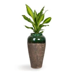 Lindy Bottle Plant Vase - Black Green -PlantVibe Shop Dracaena fragrans Burley 14x40cm Lindy Bottle Plant Vase Black Green 28x50cm b5d9cc82 e6aa 4ca1 9f4f 7f16ea3a459b