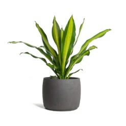 Mini Valerie Plant Pot - Black Washed 17 Mini Valerie Plant Pot - Black Washed -PlantVibe Shop Dracaena fragrans Burley Mini Valerie Plant Pot Black Washed