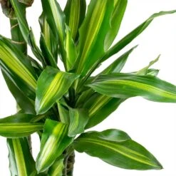 Dracaena Cintho - Branched - HydroCare -PlantVibe Shop Dracaena fragrans Cintho Leaves ab958d53 bedb 408c 85ce 6af32735502a