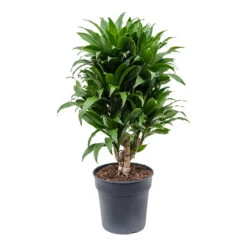 Dracaena Fragrans Compacta - Branched -PlantVibe Shop Dracaena fragrans Compacta Branched 21cm