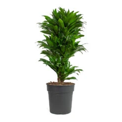 Dracaena Fragrans Compacta - Branched -PlantVibe Shop Dracaena fragrans Compacta Branched 24cm