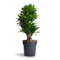 Dracaena Fragrans Compacta - Branched -PlantVibe Shop Dracaena fragrans Compacta Branched 24x75cm 1